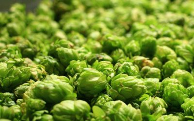 Lúpulo en flor cosecha 2015