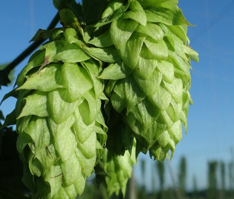 Comprar lúpulo en flor para cerveza artesana – cosecha 2016