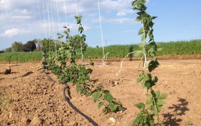 El cultivo del lúpulo