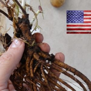 Plantes de varietats americanes