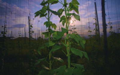 ‘HORA GIRONA’ Jordi Sánchez: “estic creant una varietat gironina de llúpul pels cervesers artesans”
