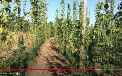 El primer sector – Crece el cultivo del lúpulo, que se corresponde con el momento dorado de la cerveza artesana