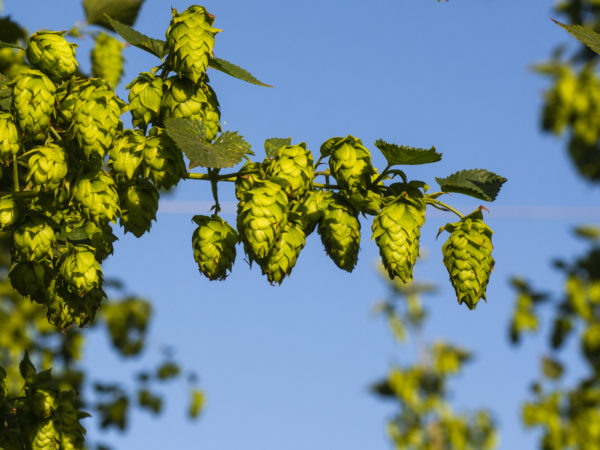 Cascade Ecológico - Cosecha 2024