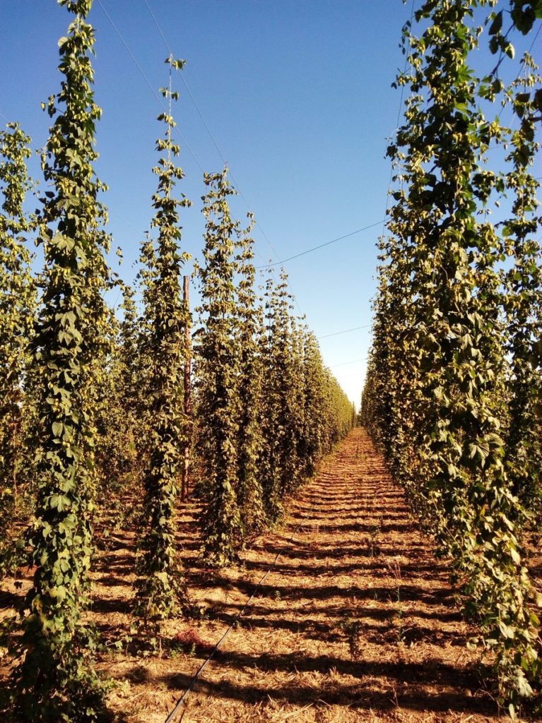 Plantas de lúpulo primer año