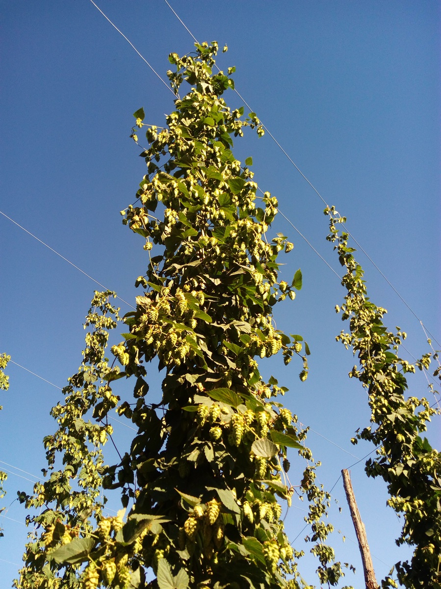 Plantes de llúpol de primer any
