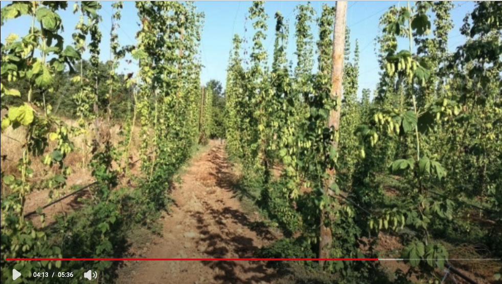 El primer sector – Creix el conreu del llúpol, que es correspon amb el moment daurat de la cervesa artesana